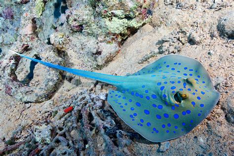 ray fish|Ray .